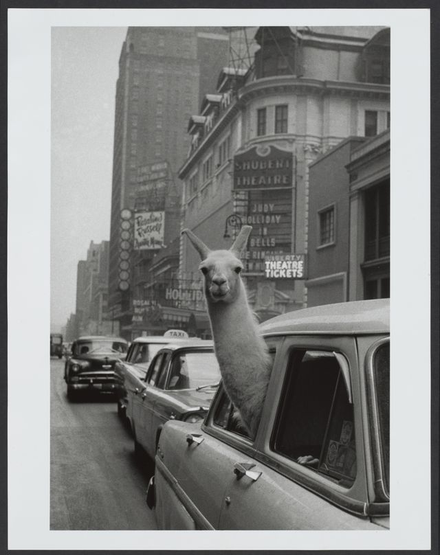 Inge Morath, A Llama in Times Square, 1957.